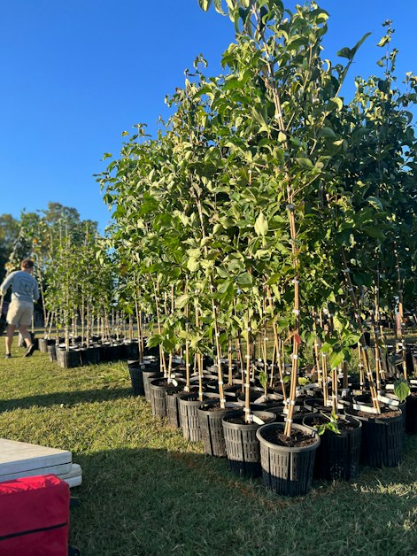 Tornado Relief: Tree Adoption Event in Madison · Mobilize
