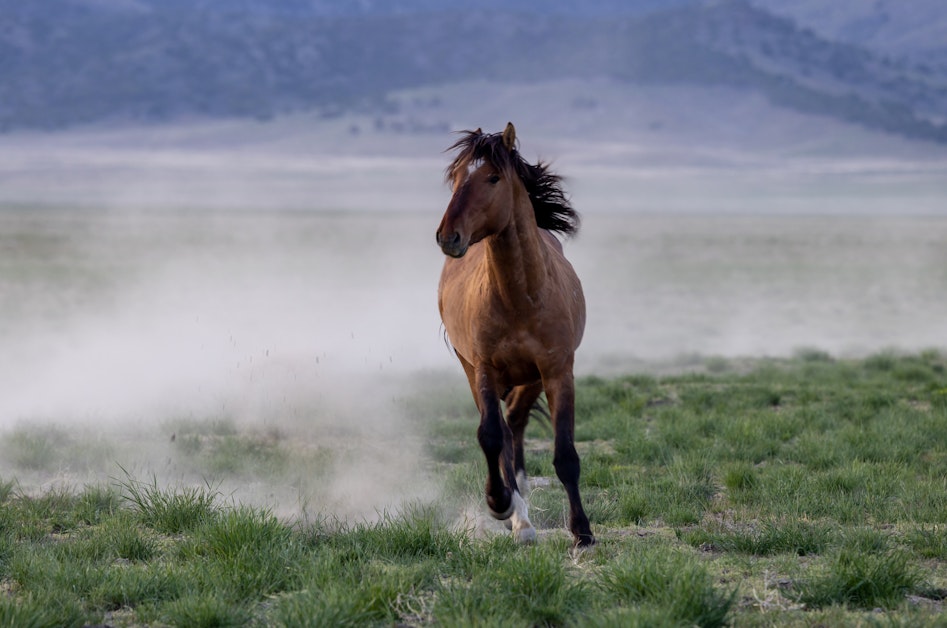 Protect Wild Horses and Burros from Helicopter Roundups · Mobilize