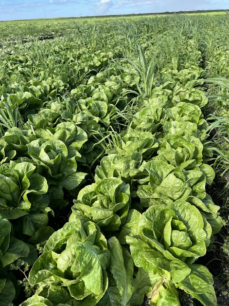 Leafy Greens Glean in Belle Glade · Mobilize