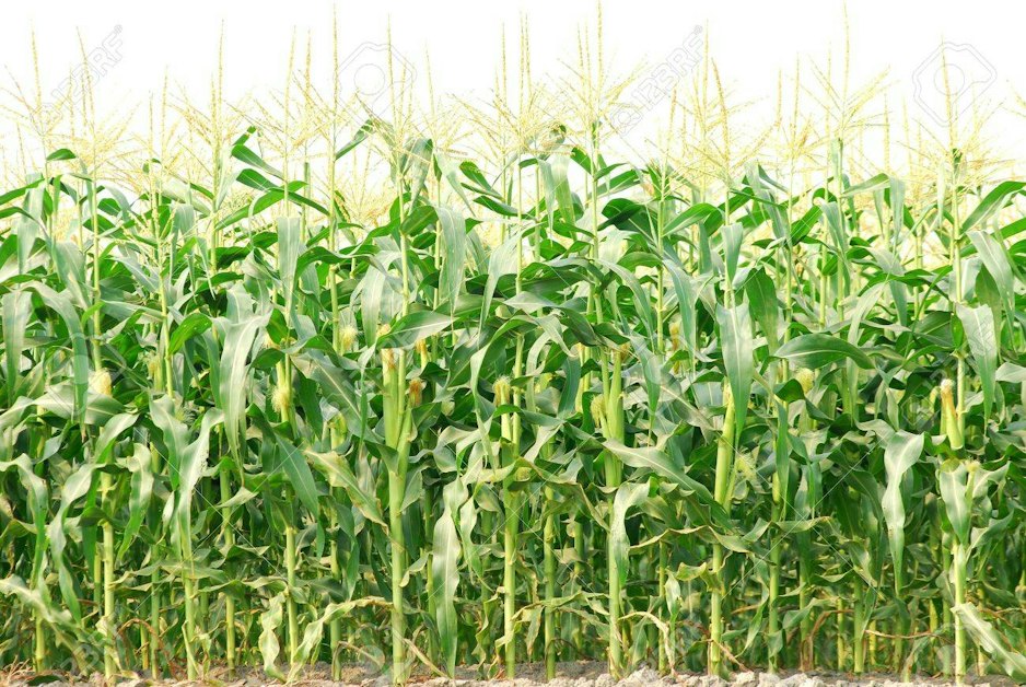 🌽 Join Society of St. Andrew for a Sweet Corn Glean in Mt. Dora · Mobilize