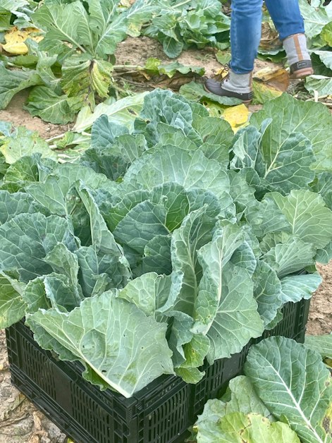 Glean GREENS in The Rock, GA! · Mobilize