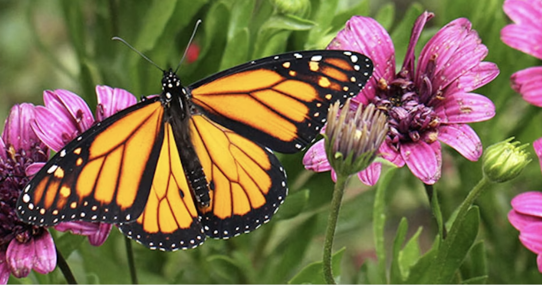 Palmetto, FL: Nature Hikes, Not Rate Hikes
