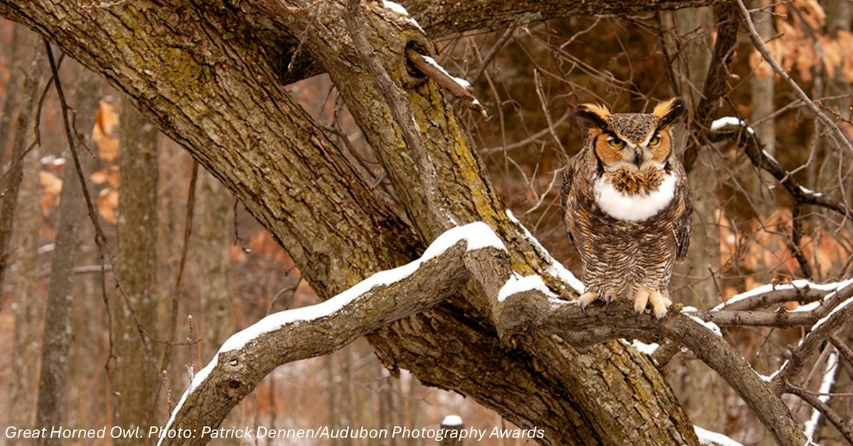 Rockland Audubon: Remarkable Raptors · Audubon Community Chapters