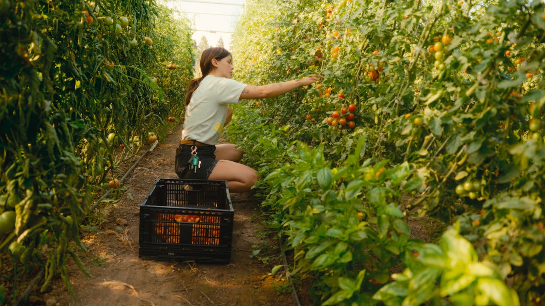 Farm Harvest Volunteer Summer 2024 · Urban Gleaners