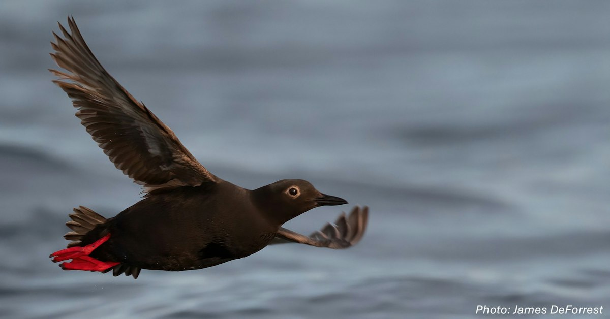 Whidbey Audubon Society: Free Hybrid Event | THE JOYS OF ONE-BIRD ...