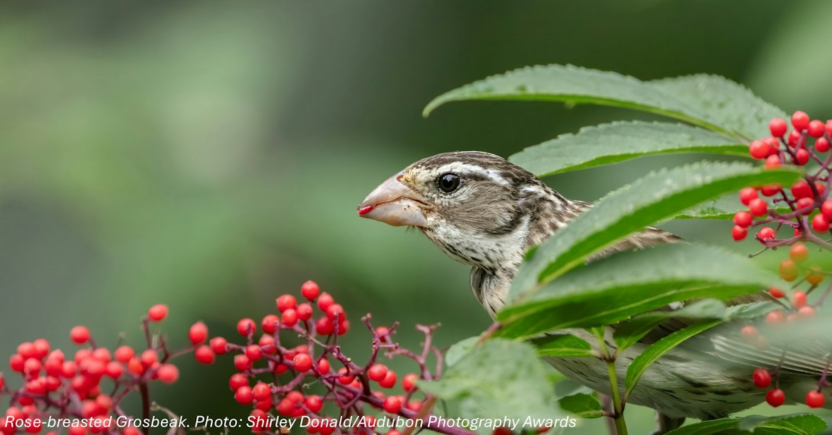 Red Cliffs Audubon: Wednesday Bird Walk: Sullivan Park · Audubon ...
